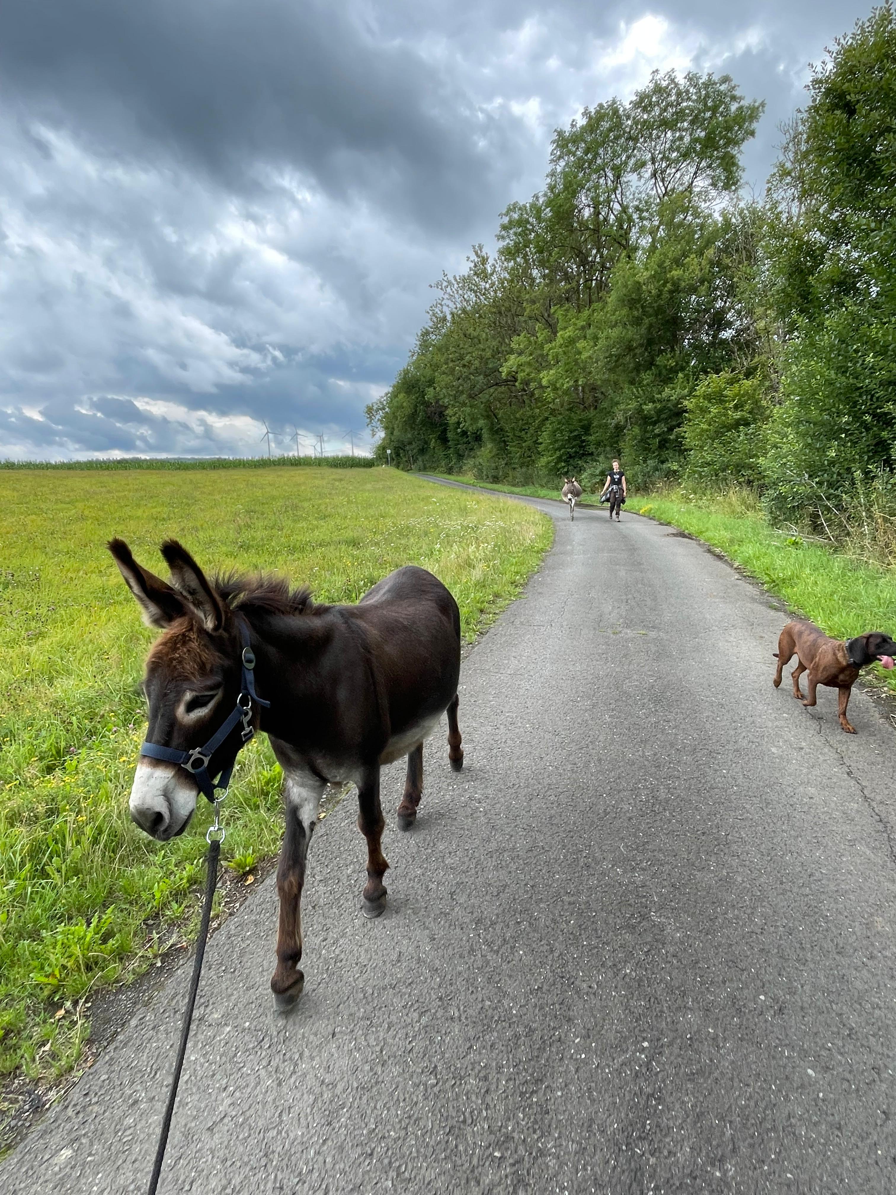 Eselwanderung Bild 1